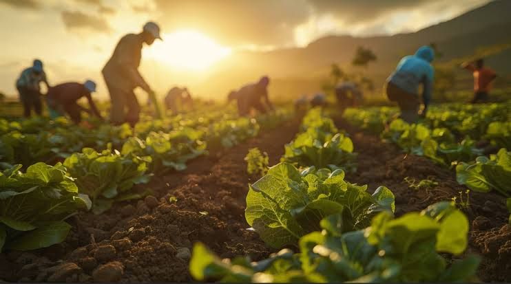 Agricultores trabajando entre hileras de lechugas al atardecer
